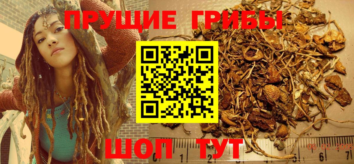 Галлюциногенные грибы Psilocybe Волхов